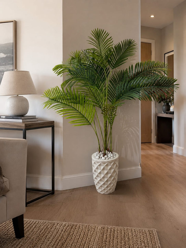 Palma Areca